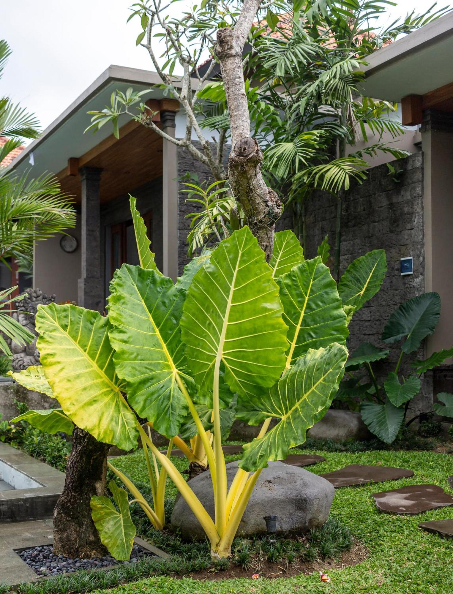 Royal Cottage Private Villa Ubud Eksteriør bilde